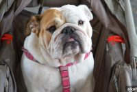 Why Owning a Dog Isn’t the Same as Raising a Baby