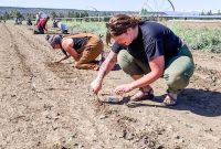 What Are CSAs and Why You Should Join a Community-Supported Agriculture Program