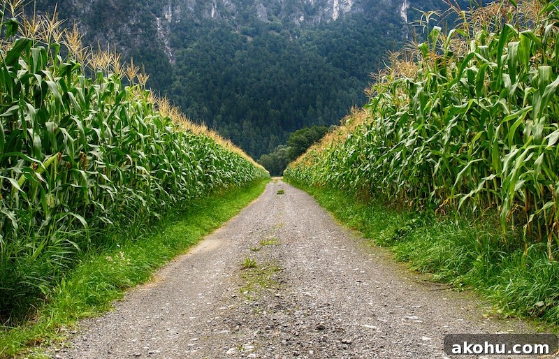 Farmland