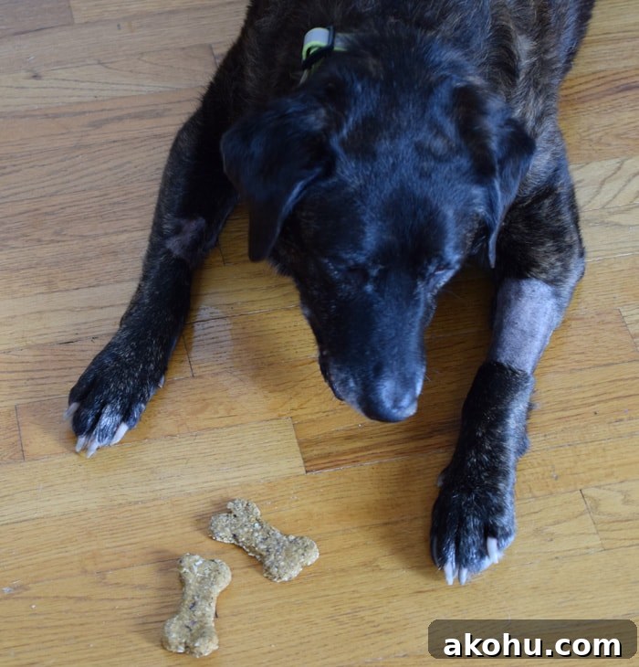Brenna eating my Vegan Dog Treat Recipe, Pumpkin Cranberry Dog Cookies