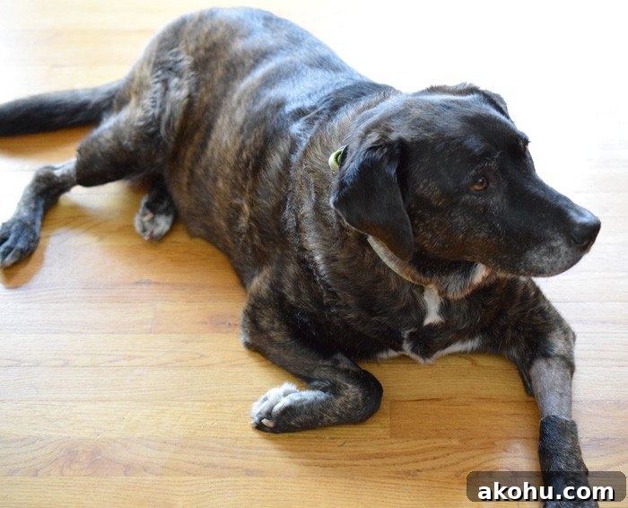 Pumpkin Cranberry Vegan Dog Cookies Recipe for Sensitive Stomachs 6 Brenna just chilling out after her Vegan Dog Treat!