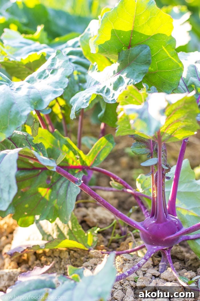 Taste of Home - Kohlrabi | happyfoodstube.com