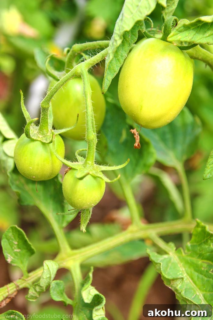 Taste of Home - Tomatoes | happyfoodstube.com