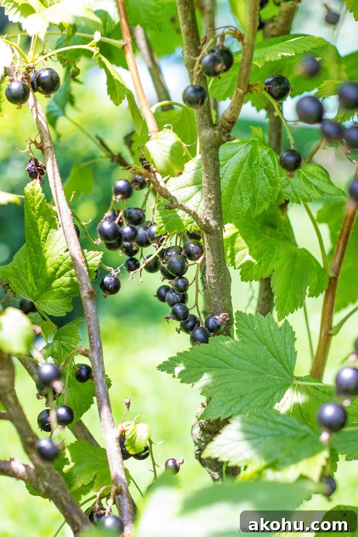 Taste of Home - Blackcurrant | happyfoodstube.com