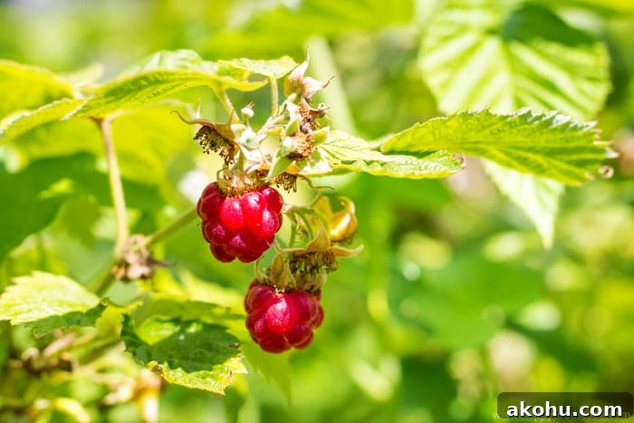 Taste of Home - Raspberry | happyfoodstube.com