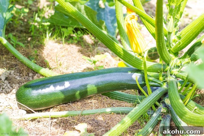 Taste of Home - Zucchini | happyfoodstube.com