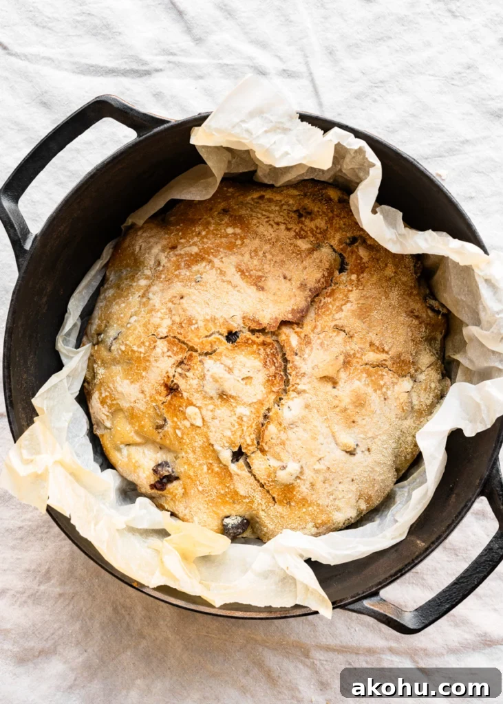 No-Knead Olive and Herb Artisan Bread Recipe 10 Overhead view of a cast iron dutch oven filled with a no knead olive bread loaf and parchment paper.