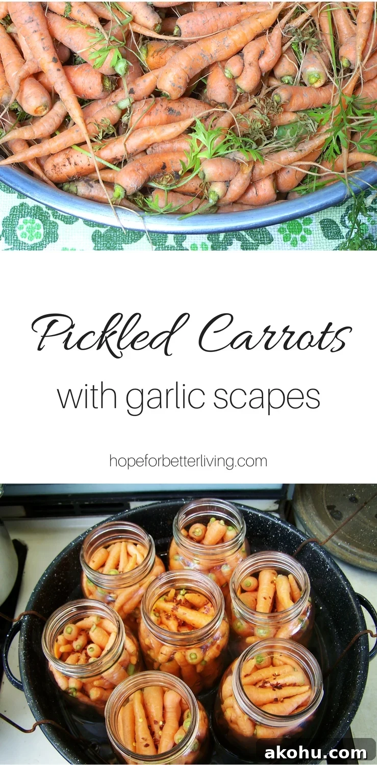 Pickled Carrots with Garlic Scapes: Canning Guide for Crisp Jars 2 Canning pickled carrots is simple. Combine your garden thinnings with garlic scapes for a delicious side dish!